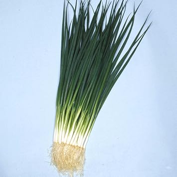 Onion Seeds - Bunching - Kyoto Kujo Negi - 1 Oz 12625 Seeds - Non-GMO, Heirloom - Asian Garden Vegetable