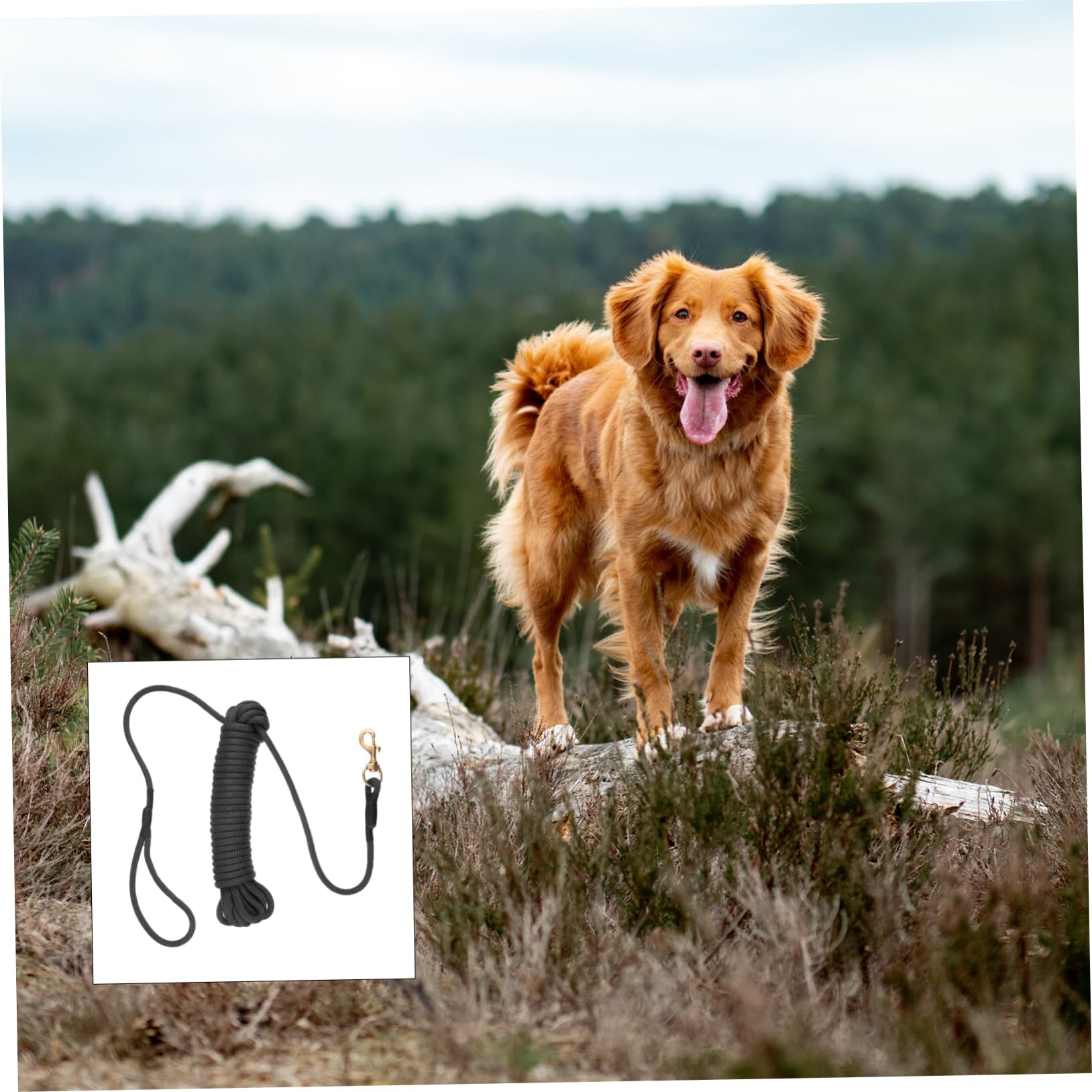 ibasenice Correa Larga para Mascotas Grandes De Entrenamiento Resistente Al Desgaste De 10 Metros para Paseo Al Aire Libre y Control De Perros Activos