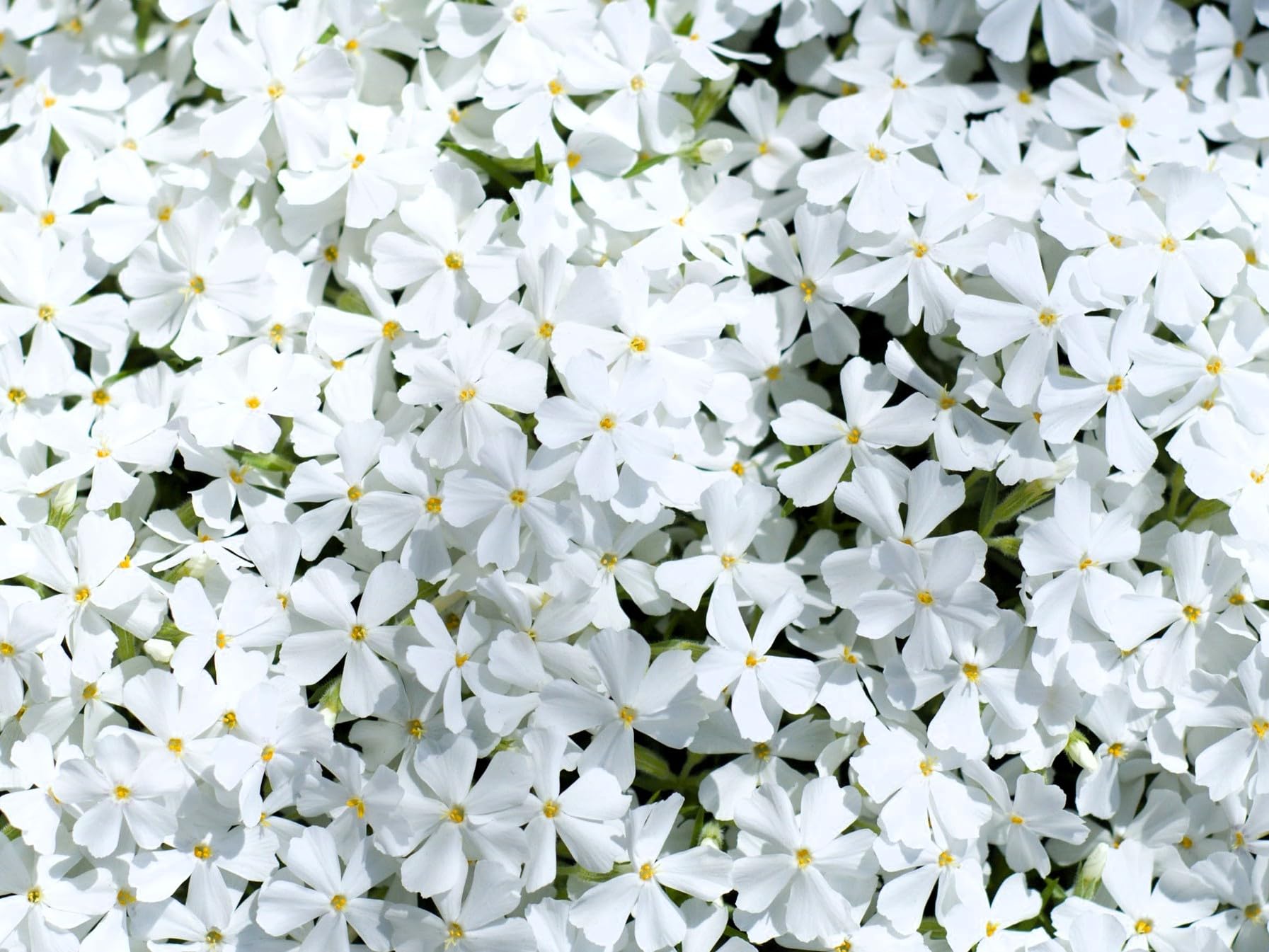 Greenwood Nursery White Creeping Phlox