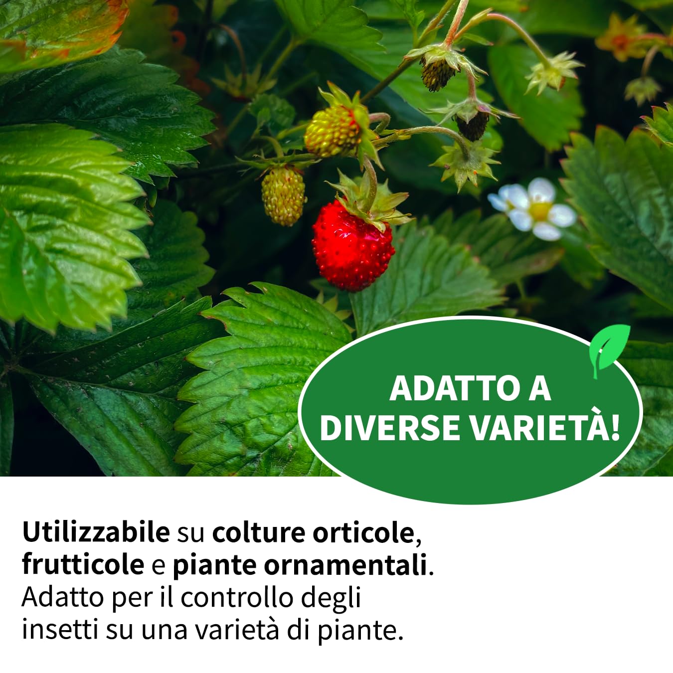 LEADER, Controller Insetti, Contiene Estratti Vegetali, Svolge un Effetto Repellente Contro gli Insetti Dannosi e Favorisce lo Sviluppo delle Difese delle Piante, Ampio Spettro d'Azione, Formato da 1L