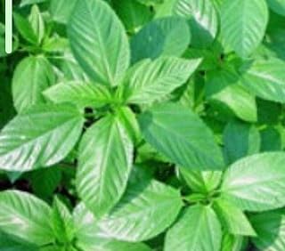 20 100 MOLOKHIA Egyptian Spinach Seeds; Jew's Marrow; Mulukhiyah; ملوخية; Nalta Jute tossa ; saluyot ; Heirloom Non-GMO;