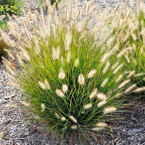 2 White Fountain Grass Live Plants, Perennial Grass Clumps for