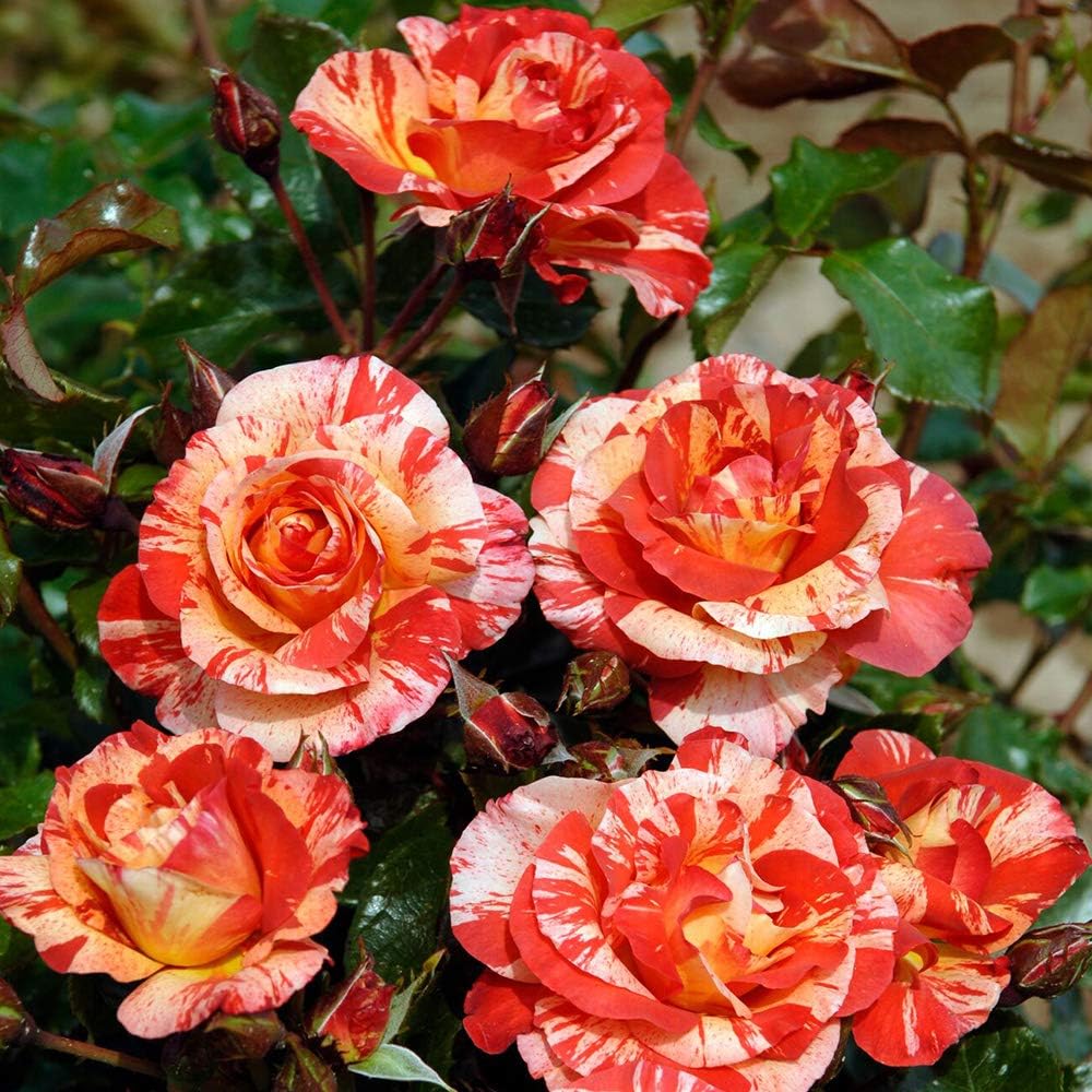 Alfred Sisley Shrub Rose by Heirloom Roses - Multi Colored Live Rose Bush