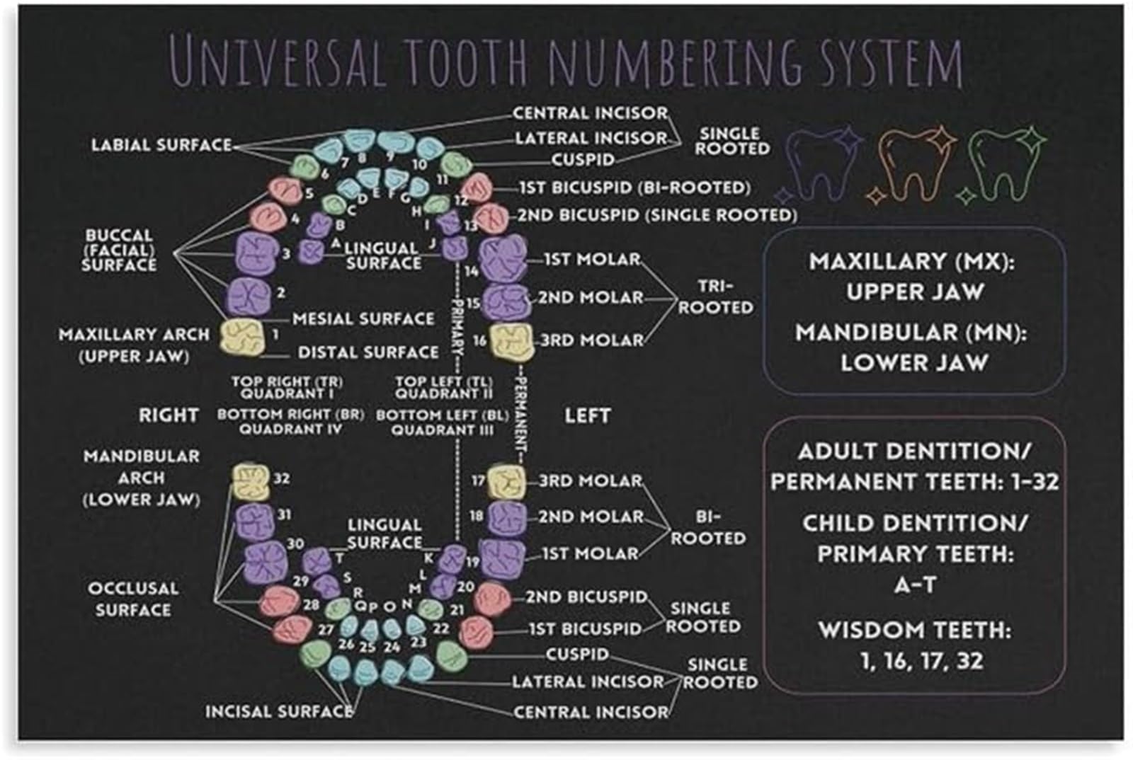 PKNVKZIDK Tooth Numbering Diagram Poster Anatomy Chart Canvas Print Wall-Art for School Study Room Clinic Decor