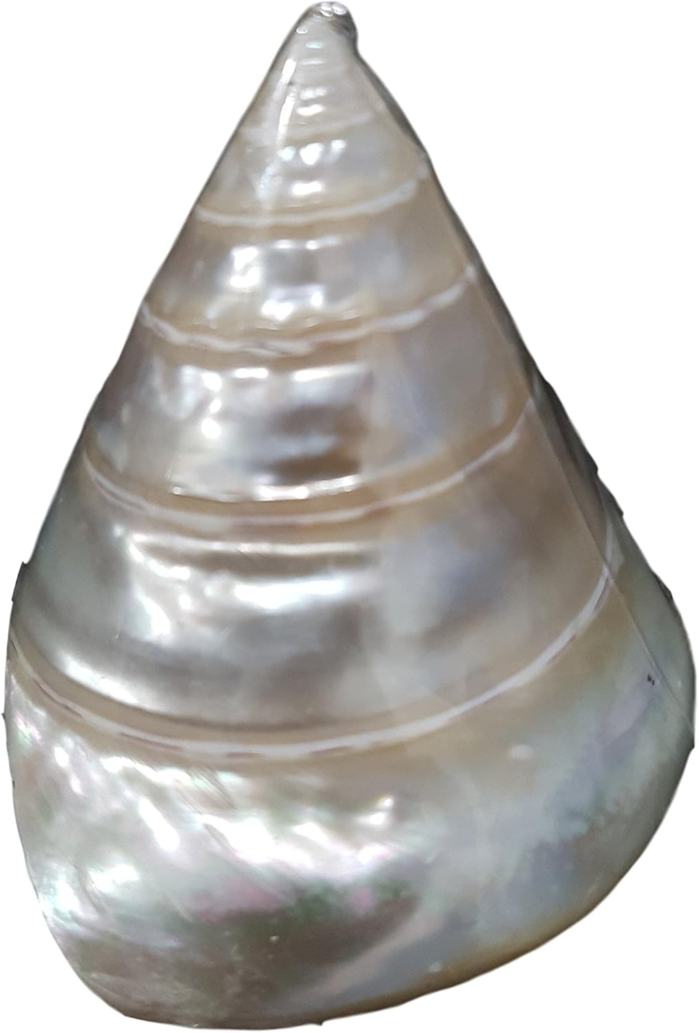 Shell Clam Tower Amazon.com: Rare VTG White Mother of Pearl Tower Pagoda Oyster Sea ...
