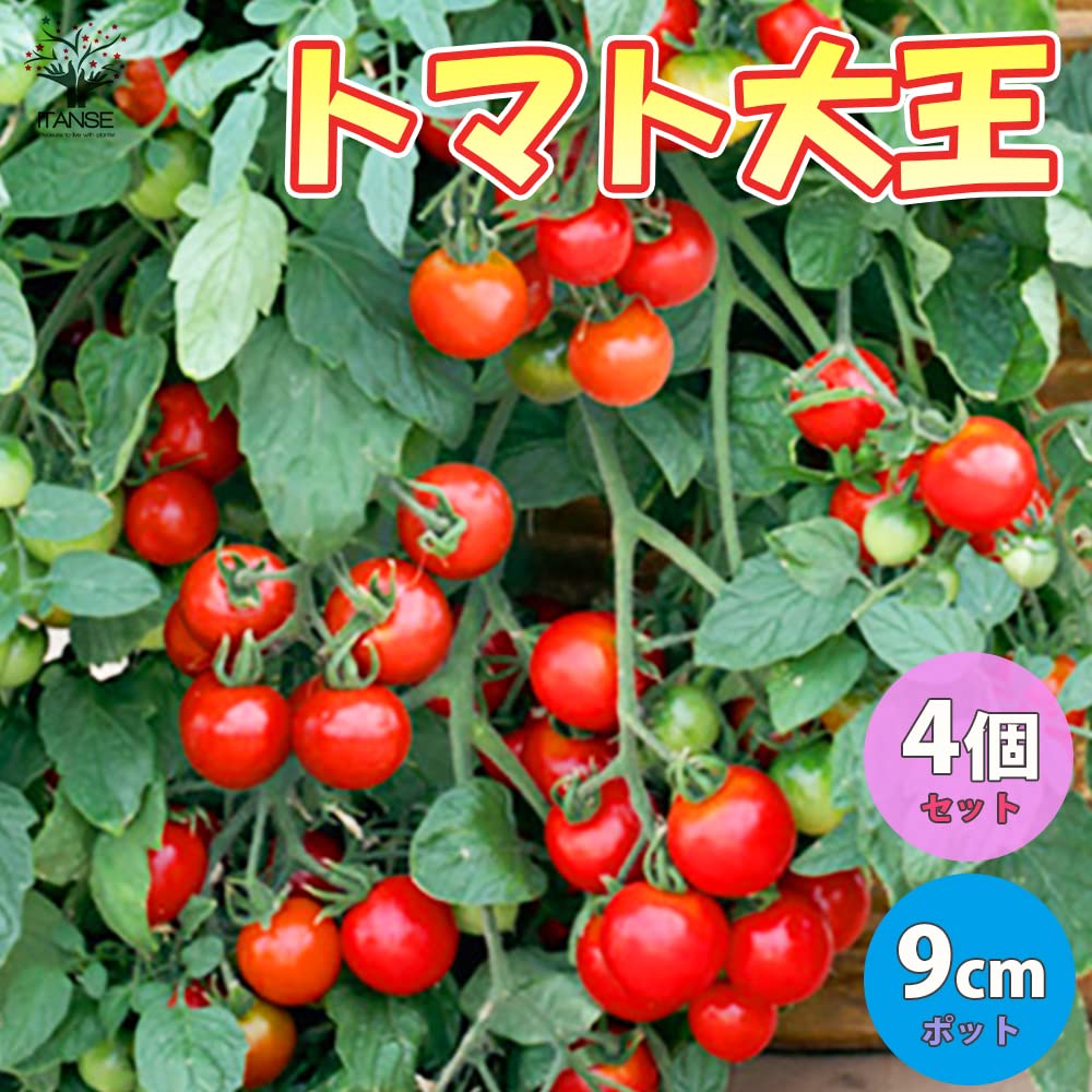 Amazon.co.jp: ITANSE ミニトマトの苗 トマト大王 9～10.5cm