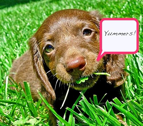 KIRA SEEDS - Seeds Dog Grass - Fescue - 1500 Seeds - Heirloom Herb - GMO Free