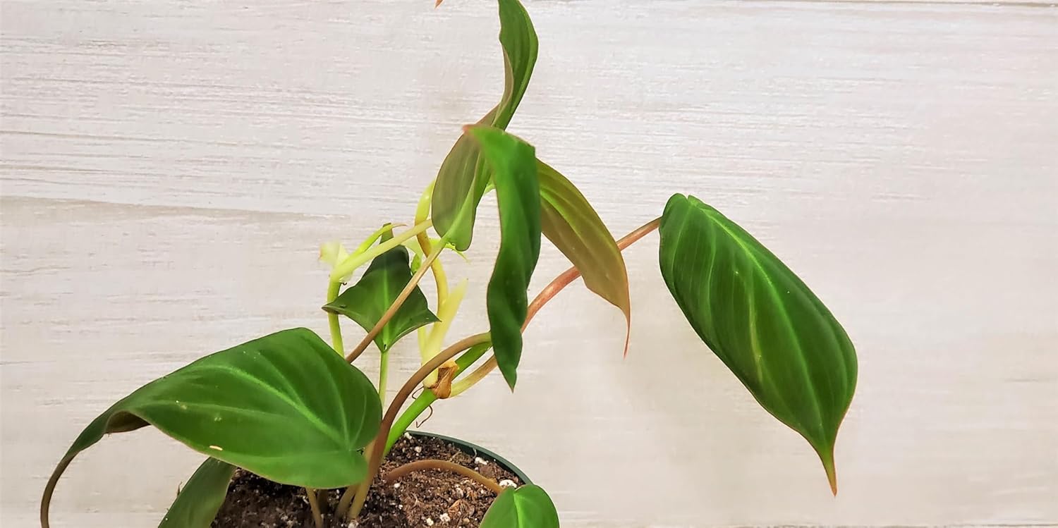Philodendron Micans Live Rare Houseplants - Fully Rooted Indoor Plants in 4" Pot by 3exoticgreen | Elegant Philodendron Plant Live for Home Decor and Air Purification