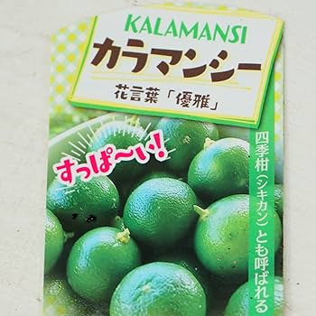 Amazon | はなみどり カラマンシー 果樹苗 1株 四季柑 シキカン