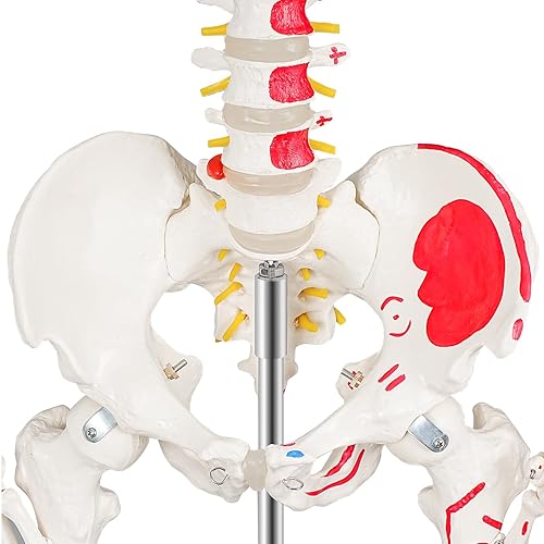 Miniatura 5 de Ultrassist Modelo de esqueleto humano réplica de esqueleto anatómico de tamaño real con nervios espinales inserción muscular y puntos de origen