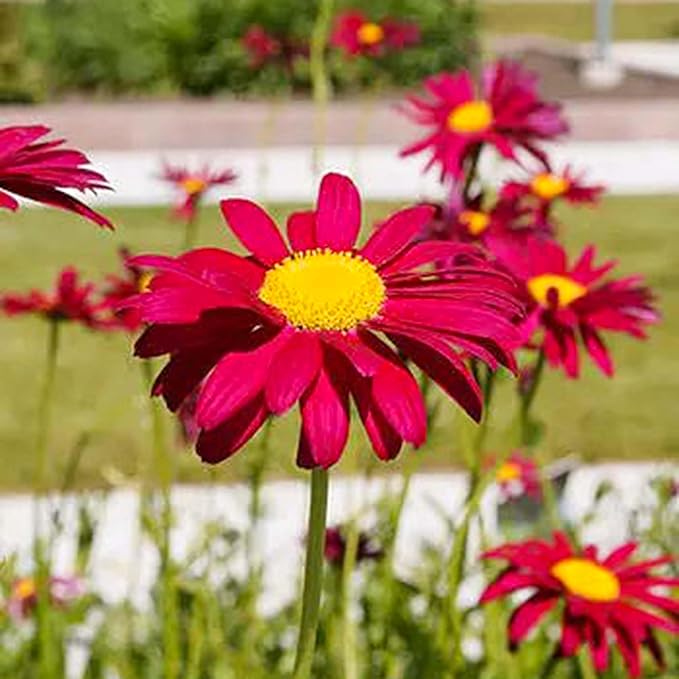 One of the benefits of Pyrethrum daisies is that they are drought-tolerant, making them a low-maintenance option for gardeners in dry or arid climates. These flowers are also known for their long-lasting blooms, making them ideal for cut flower arrangements or adding color to outdoor spaces. With proper care and maintenance, Pyrethrum daisies can thrive in a variety of growing conditions and provide years of enjoyment for gardeners and wildlife alike.