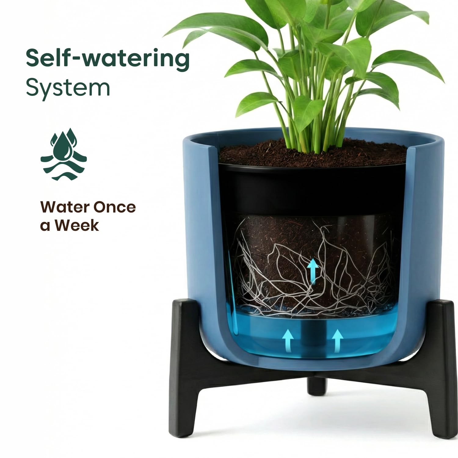 Kyari Zamia ZZ Plant - Large Indoor Air Purifier -2