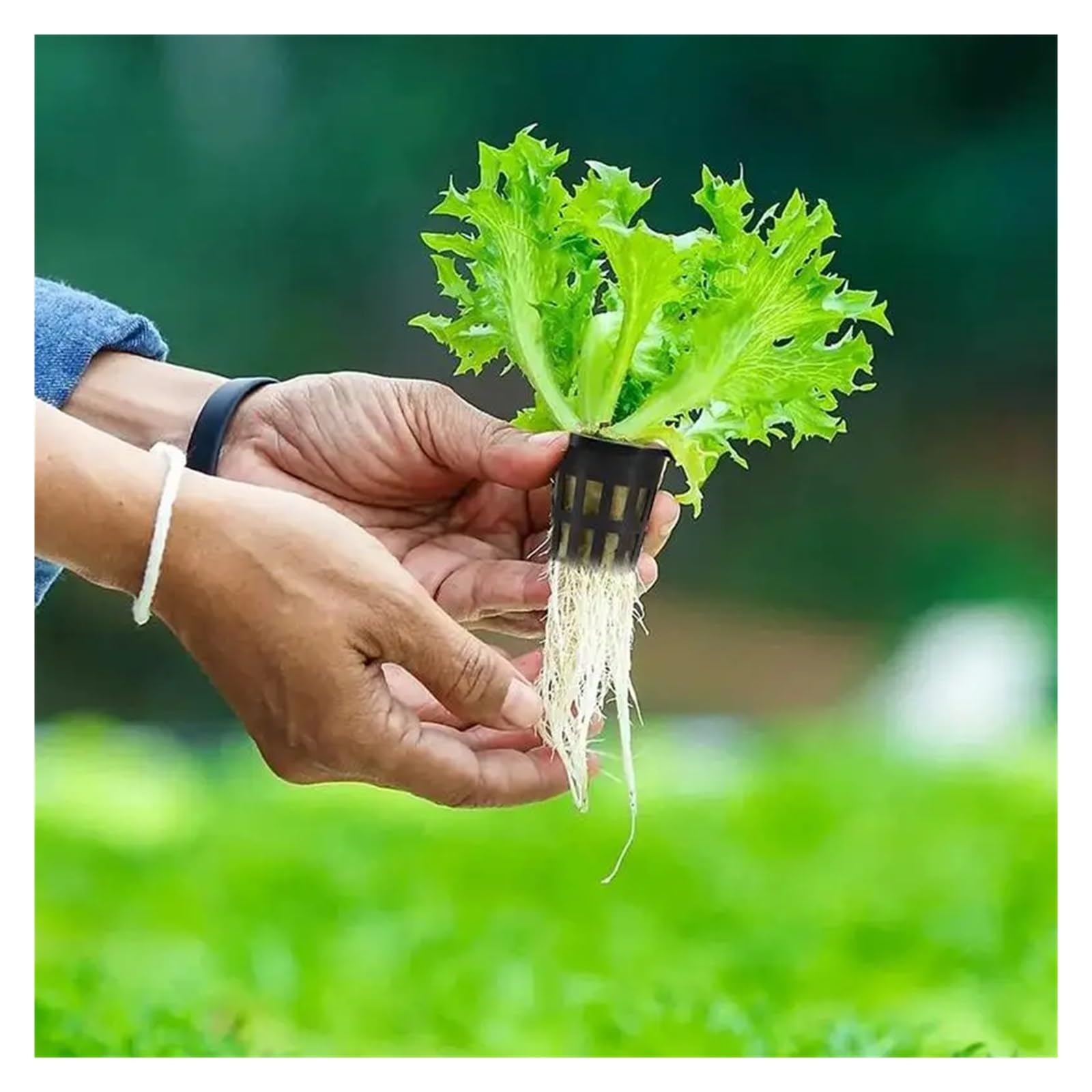 Cubi di lana di roccia Lana di roccia Grow Cubes Piantare cubi for la coltura idroponica Buon assorbimento d'acqua Kit idroponica Mesh Net Cup for giardino di casa Yard per serre per una crescita