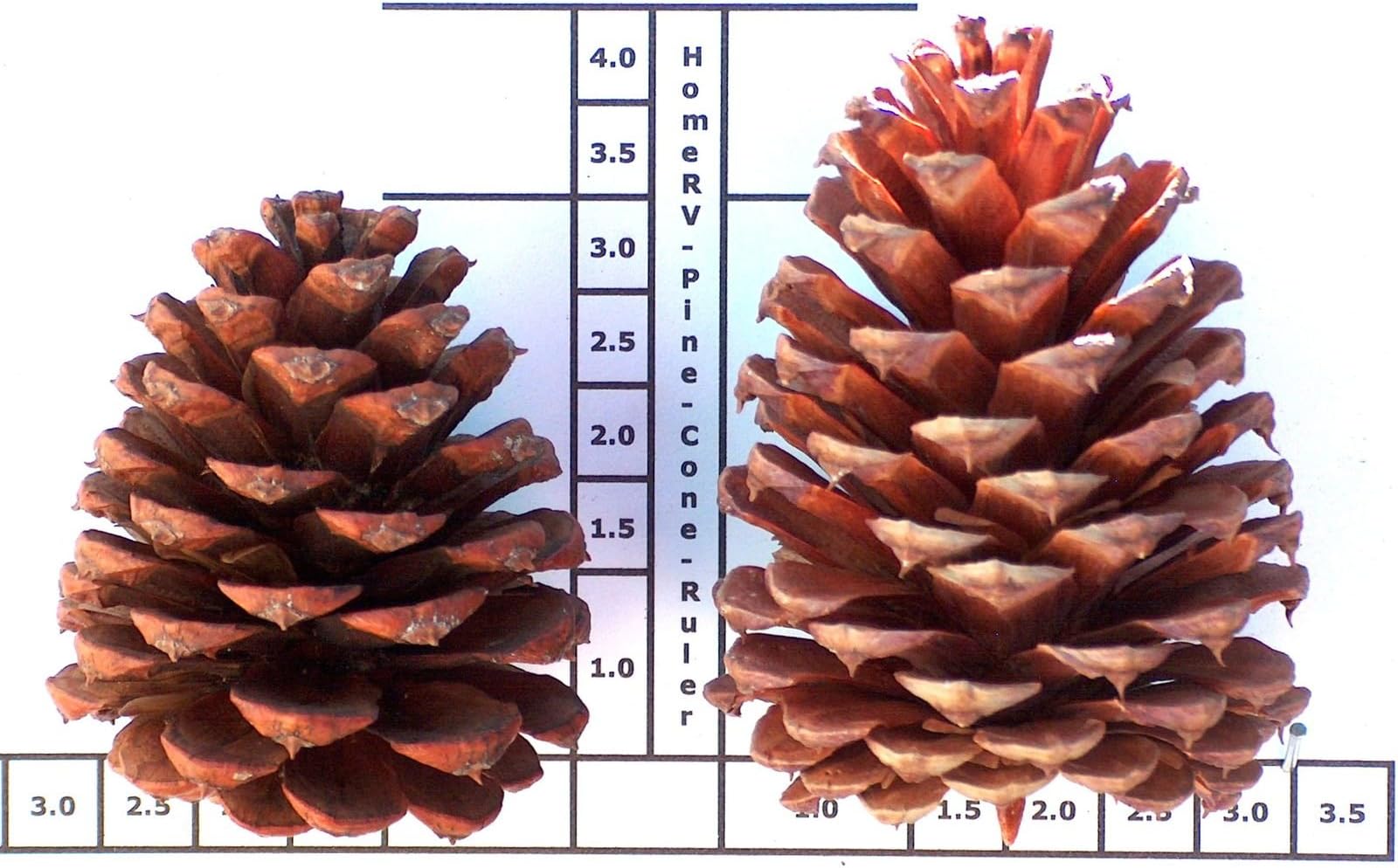 Discontinued Ponderosa Pine Cones Box 48 Cones 3 to 4 Inch Tall