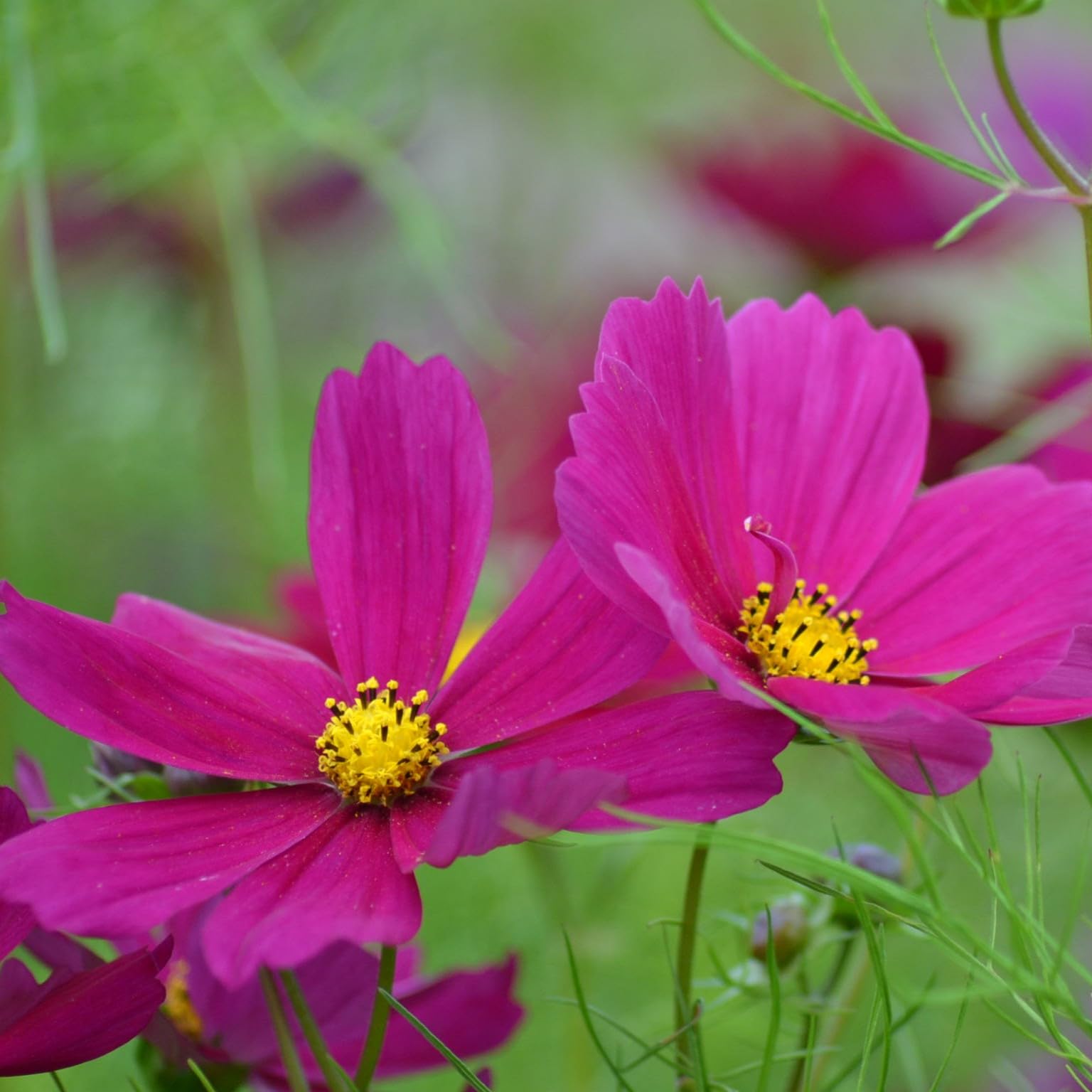 PREMIER SEEDS DIRECT - Cosmos - BIPINNATUS - Dazzler - 400 Flower Seeds