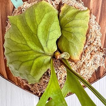 ridleyi リドレイ板付　NO.316 657c568478c6df2b1486a2d9b2f975