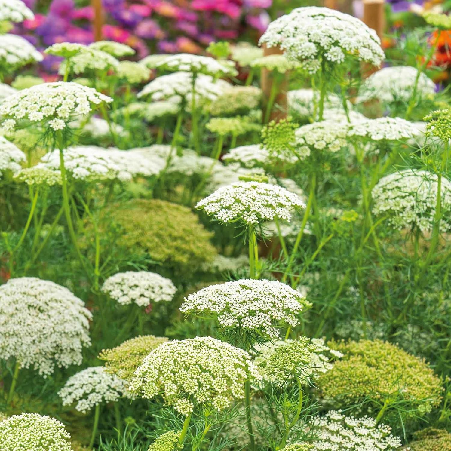Eden Brothers Bishop's Flower Seeds - Green Mist