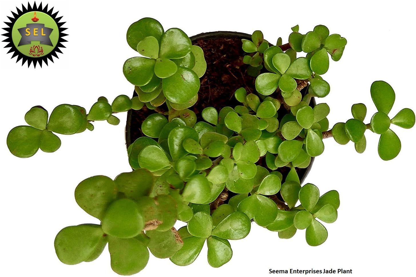 Seema Enterprises Green Jade Crassula Lucky Feng Shui Plant (Pot Included) |Good Luck Plant"