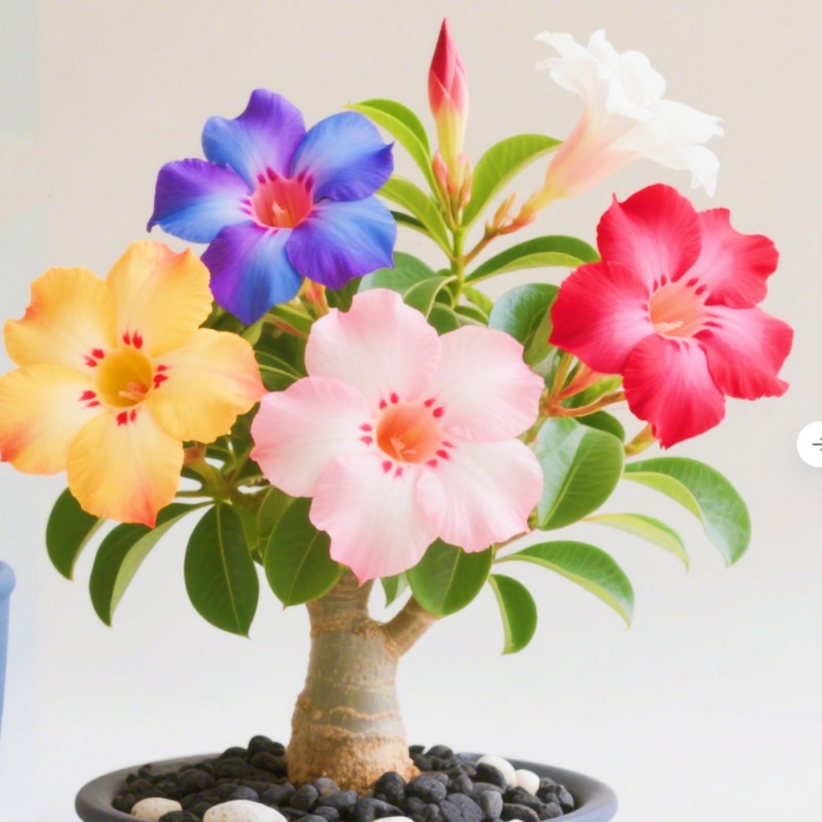 Desert Rose Bulbs,Easy to Plant, Perennial Desert Rose- Fragrant Flowers-Ready to Plant Garden Displays, Ornamental Flowers,-2Bulbs-I