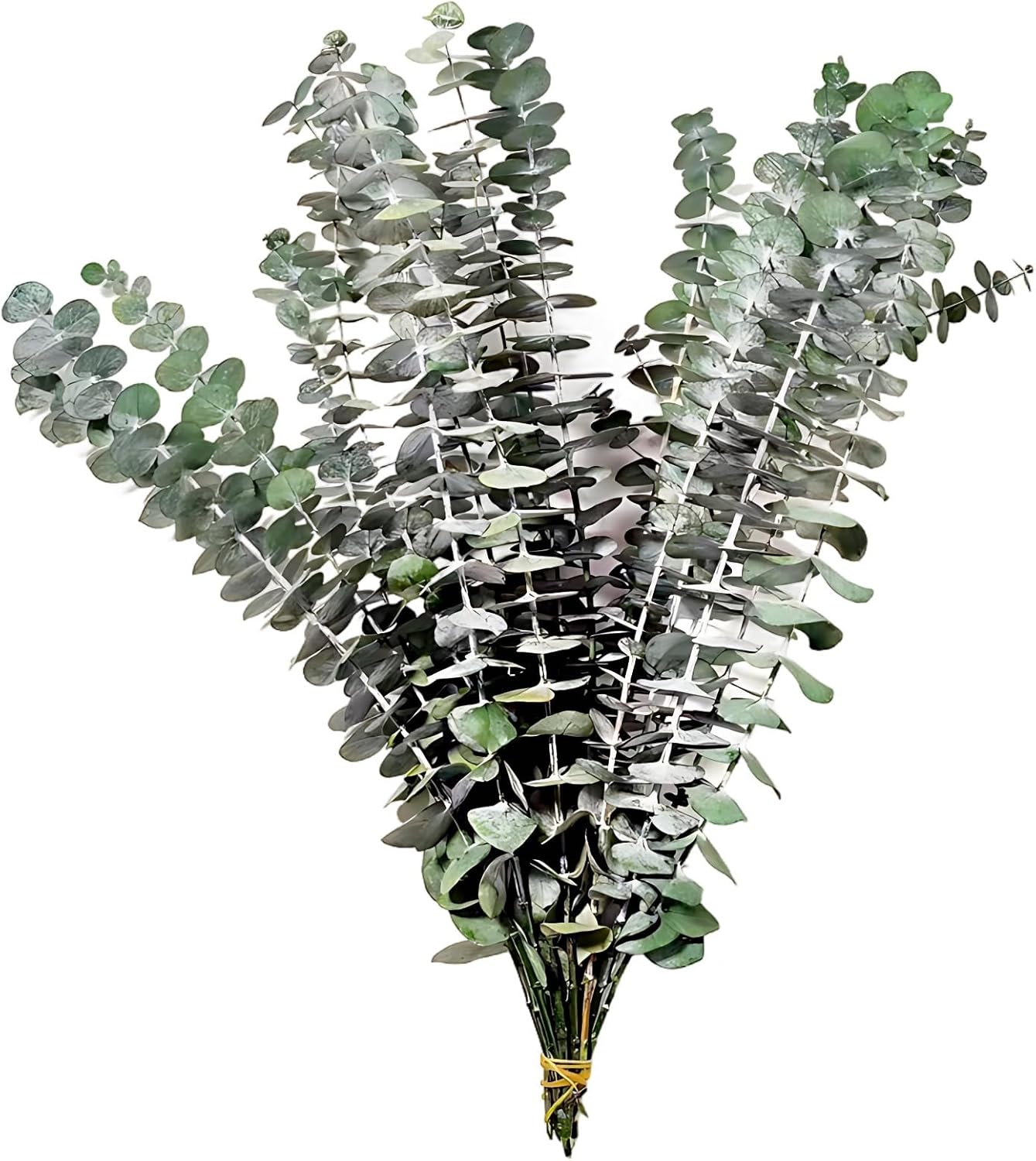 35 Stems Dried Eucalyptus Bouquet , 16.9 in Natural Preserved Stems , Jute Tie , Versatile Home Decor