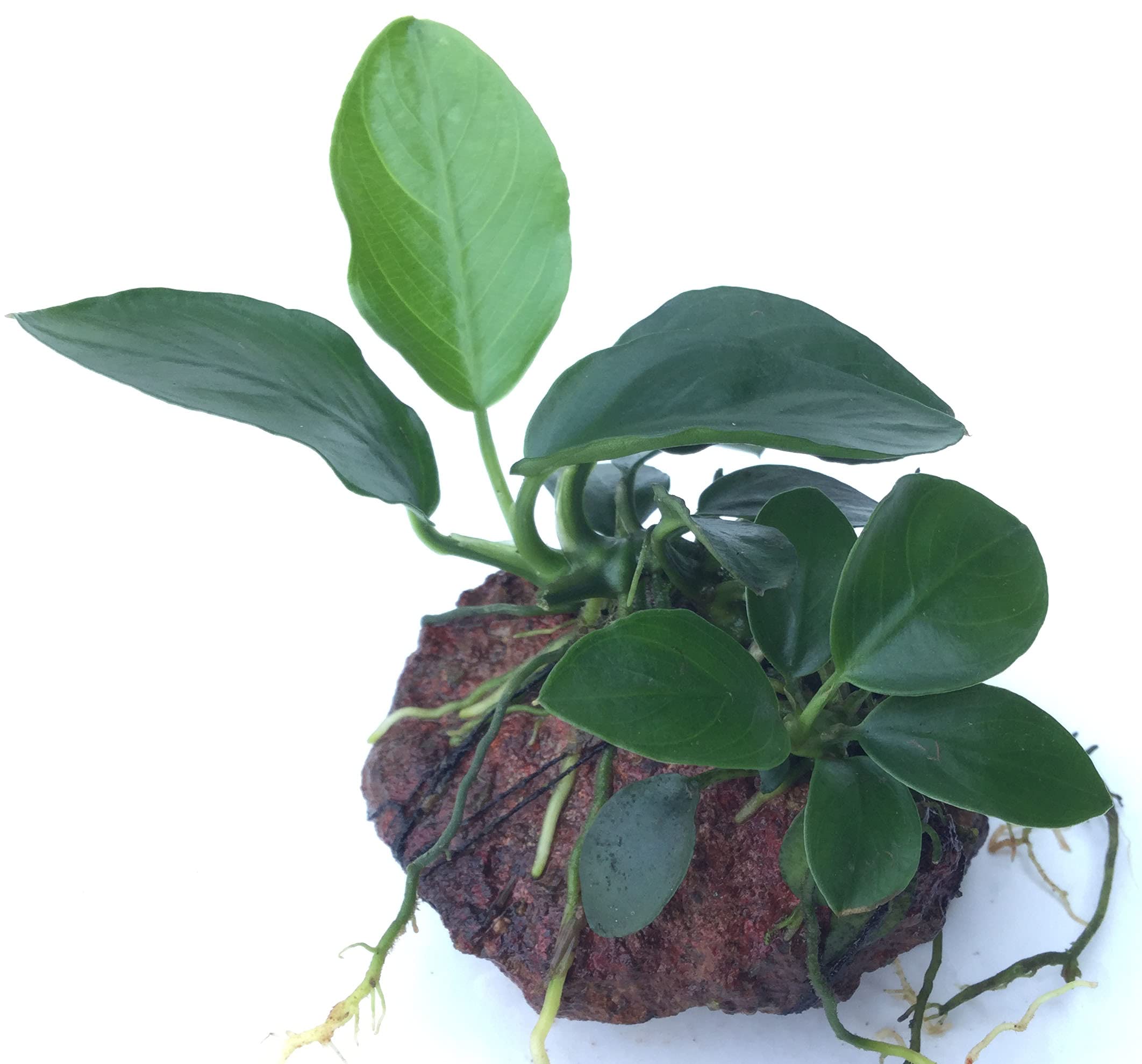 Maalavya Live Aquarium Aquatic Plant Anubias Nana on rock (2) (B0994SDWFJ) Amazon Price History, Amazon Price Tracker