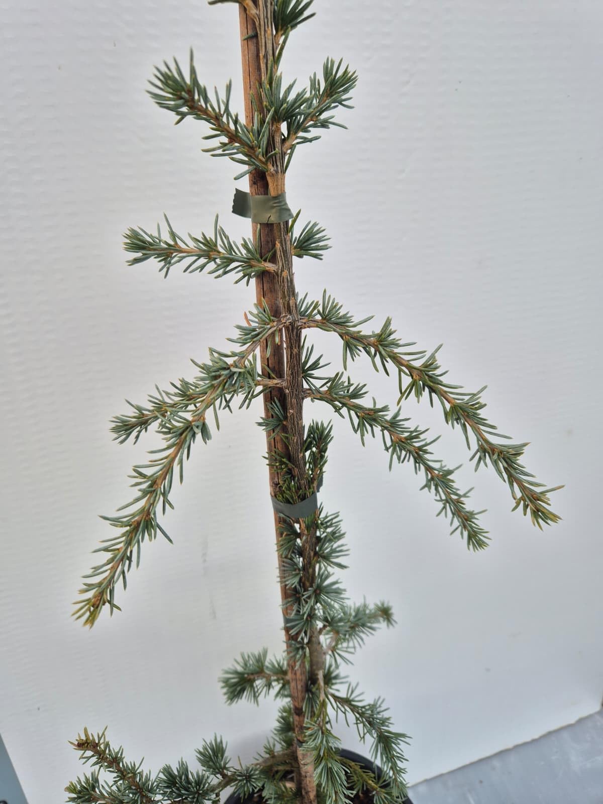 Cedro Atlantica Glauca Pendula – Cedro Azzurro Ricadente | Albero Ornamentale Elegante e Scultoreo – Vaso 22 cm - Vivai Giulian Giovani Piante