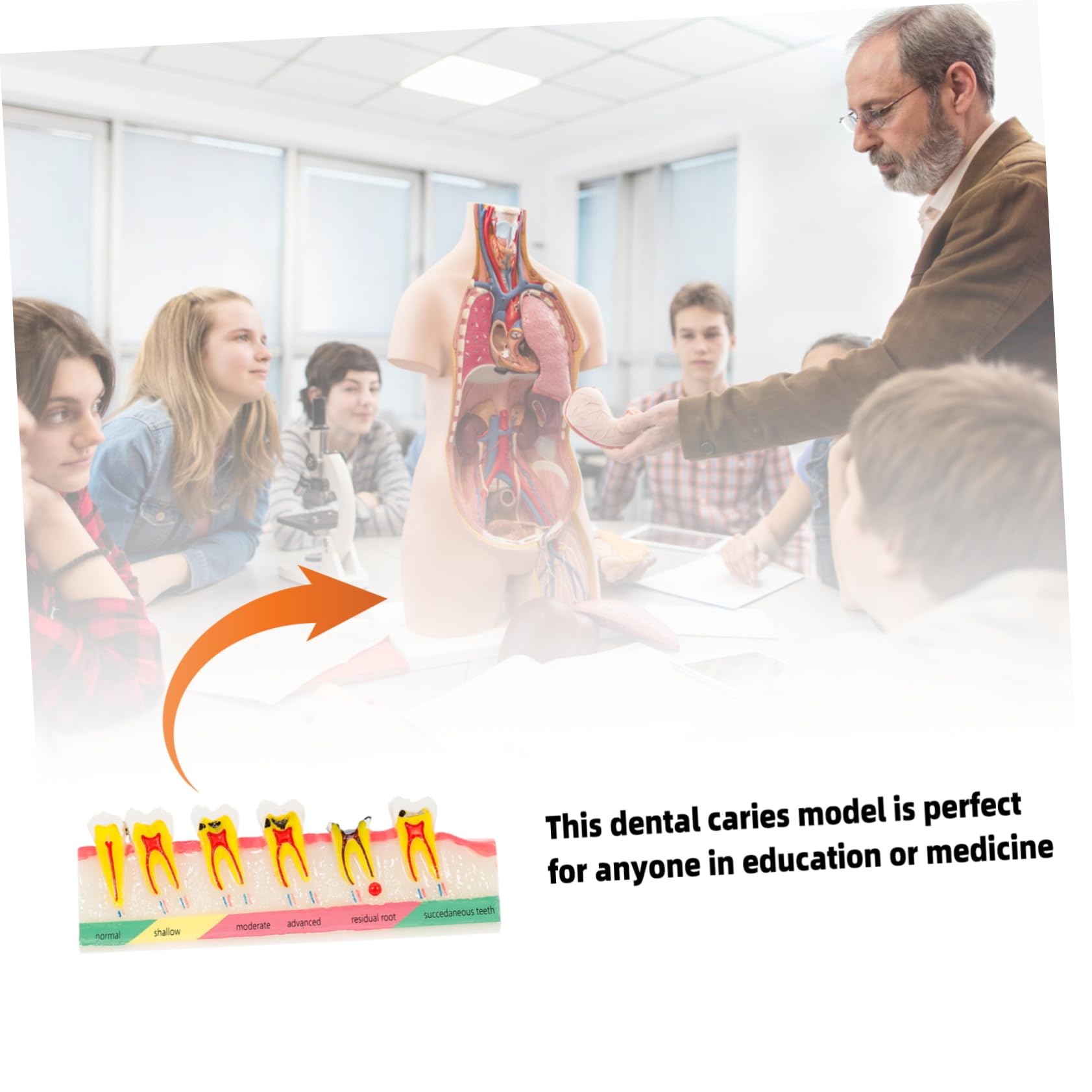 Alipis Modello Didattico di Denti Carie Resistente per Corsi Odontoiatrici, Strumento Dimostrativo per Studio e Lezioni di Igiene Orale, Modello Educativo Professionale per Studenti