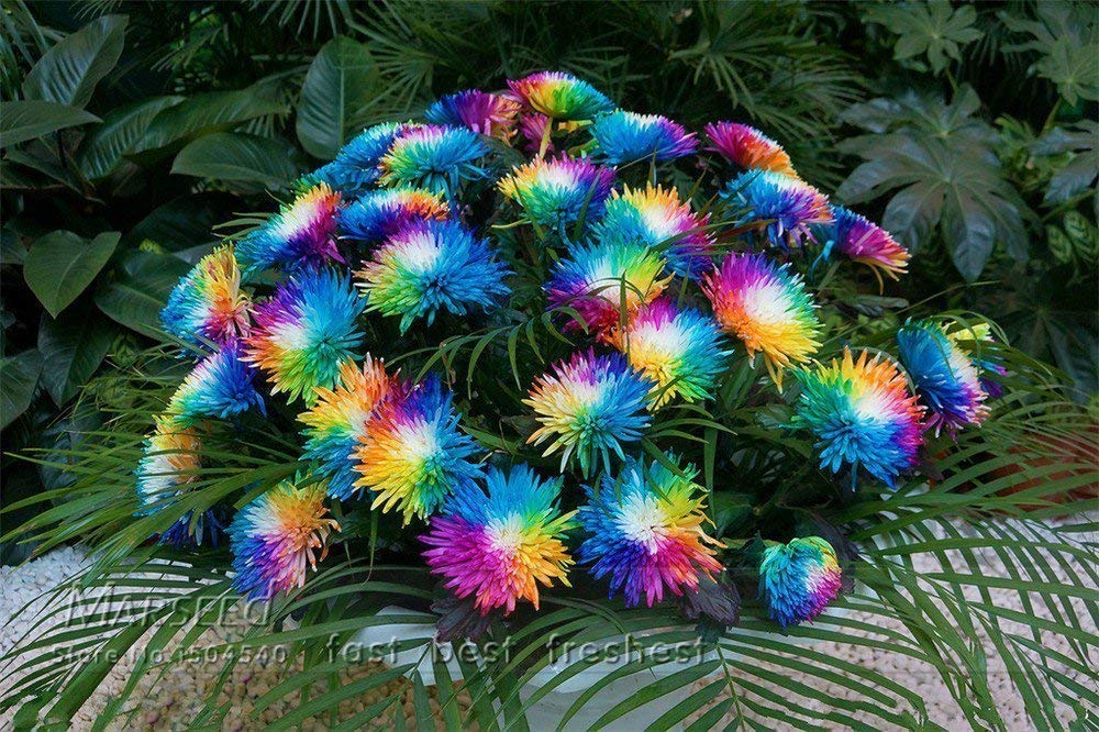 Creative Farmer Rainbow Chrysanthemum Flower 20 Seeds Pack (B07N587622) Amazon Price History, Amazon Price Tracker