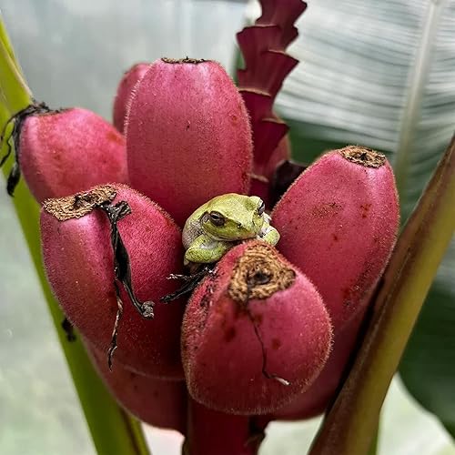 Miniatura 5 de QAUZUY GARDEN 10 semillas de plátano púrpura raras, dulces y sabrosas semillas de frutas orgánicas sin OMG para plantar el jardín en el hogar,