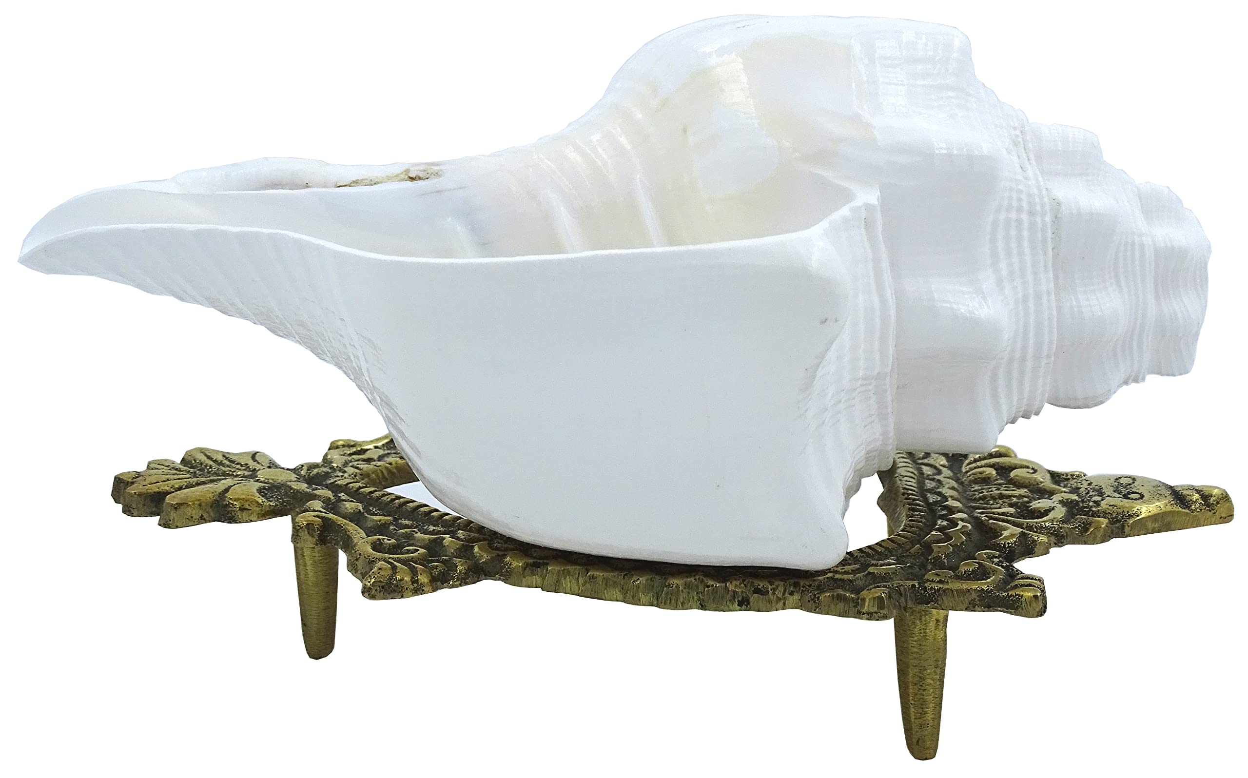 Centorganic American Blowing Shankh for pooja, With brass shankh stand, Big size original (White, 6.5 Inch)