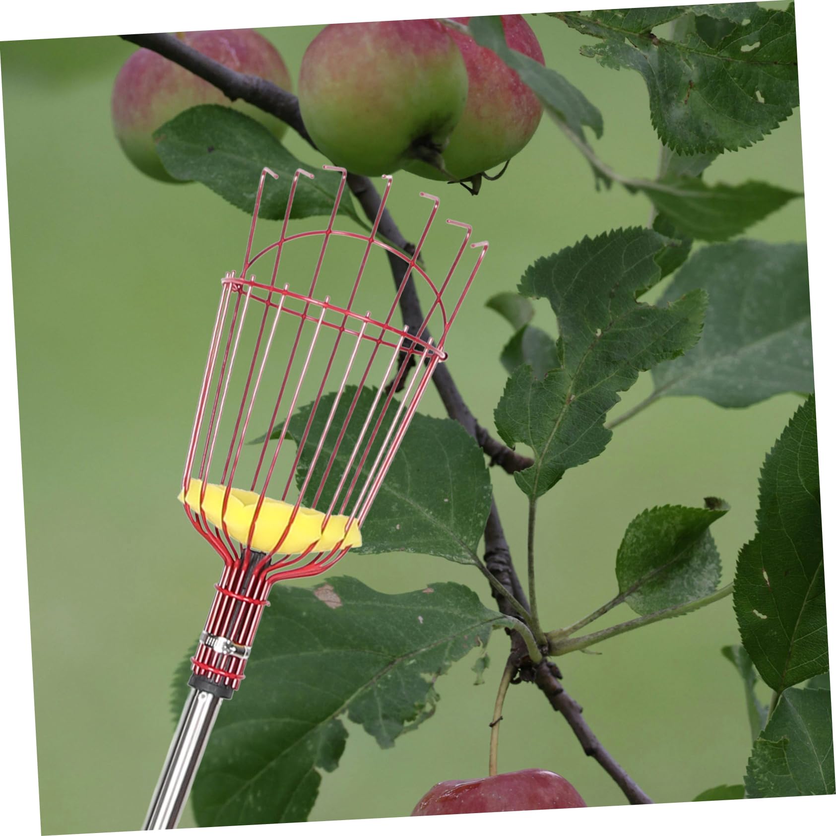 1.6m Cueille-Fruits Extensible avec Panier pour Fruits Perche à Fruits Réglable pour Cueillette Facile