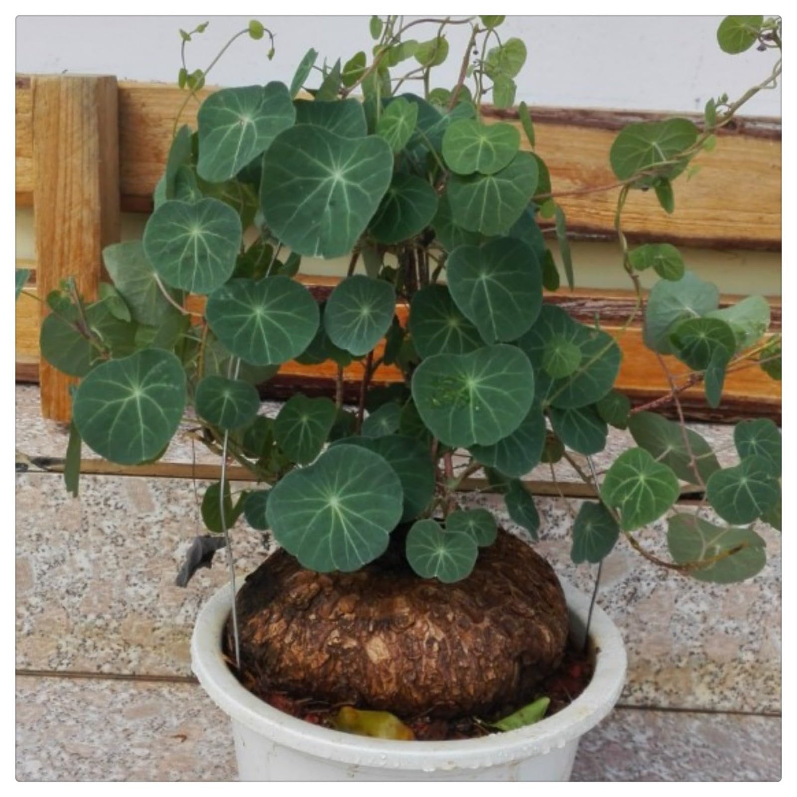 Stephania Plant for Planting UK,Stephania erecta Bulbs, Strong Plants That Grow Well,Excellent Display Indoor,Good for Containers,Greening Flower.-1Bulb-greenJ