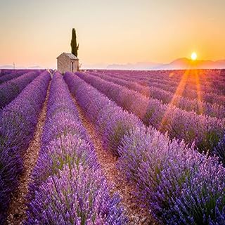 5000+ Lavender Seeds Non-GMO Heirloom Garden Home for Planting