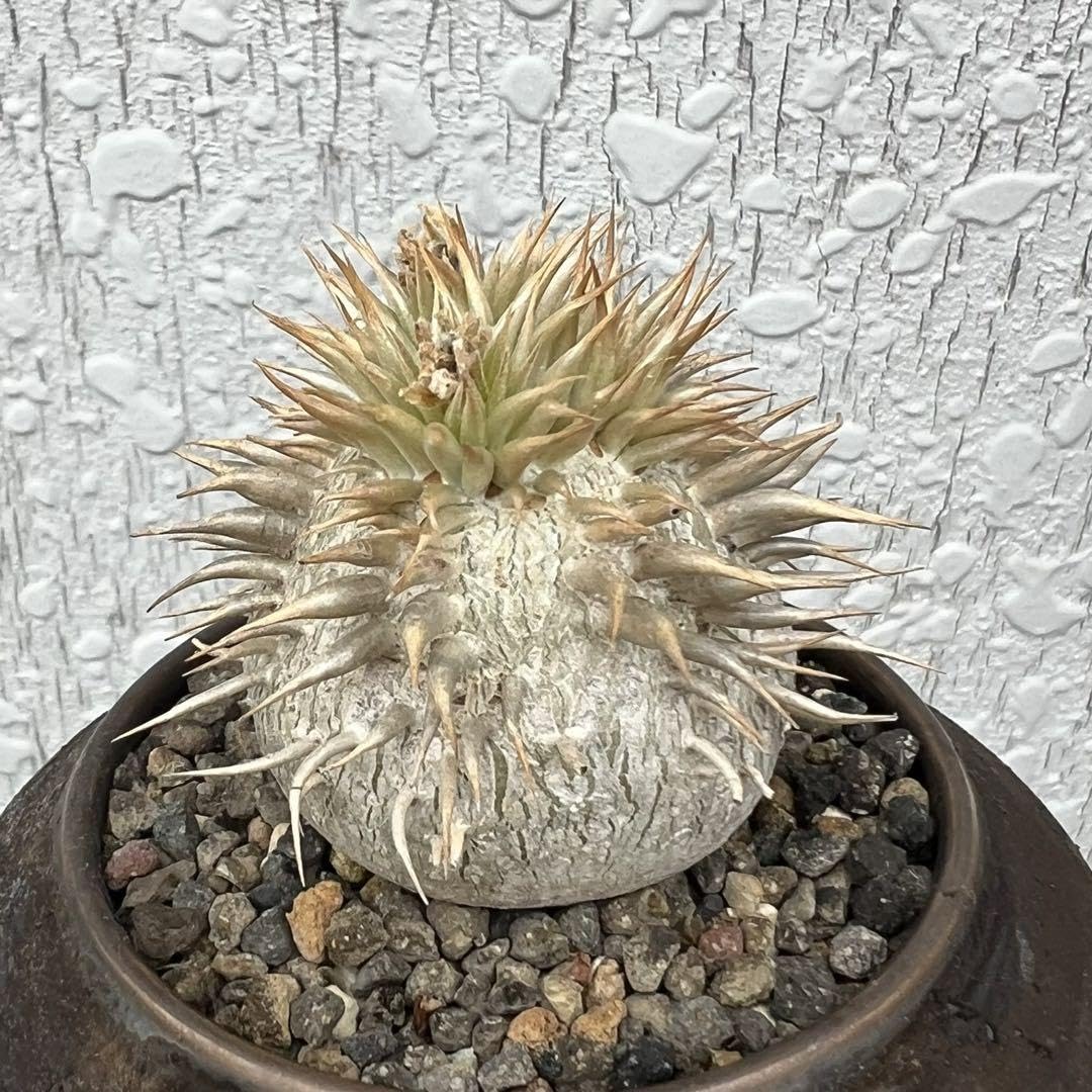 Amazon.co.jp: パキポディウムエニグマチカム 実生 プラ鉢付 : Toys  