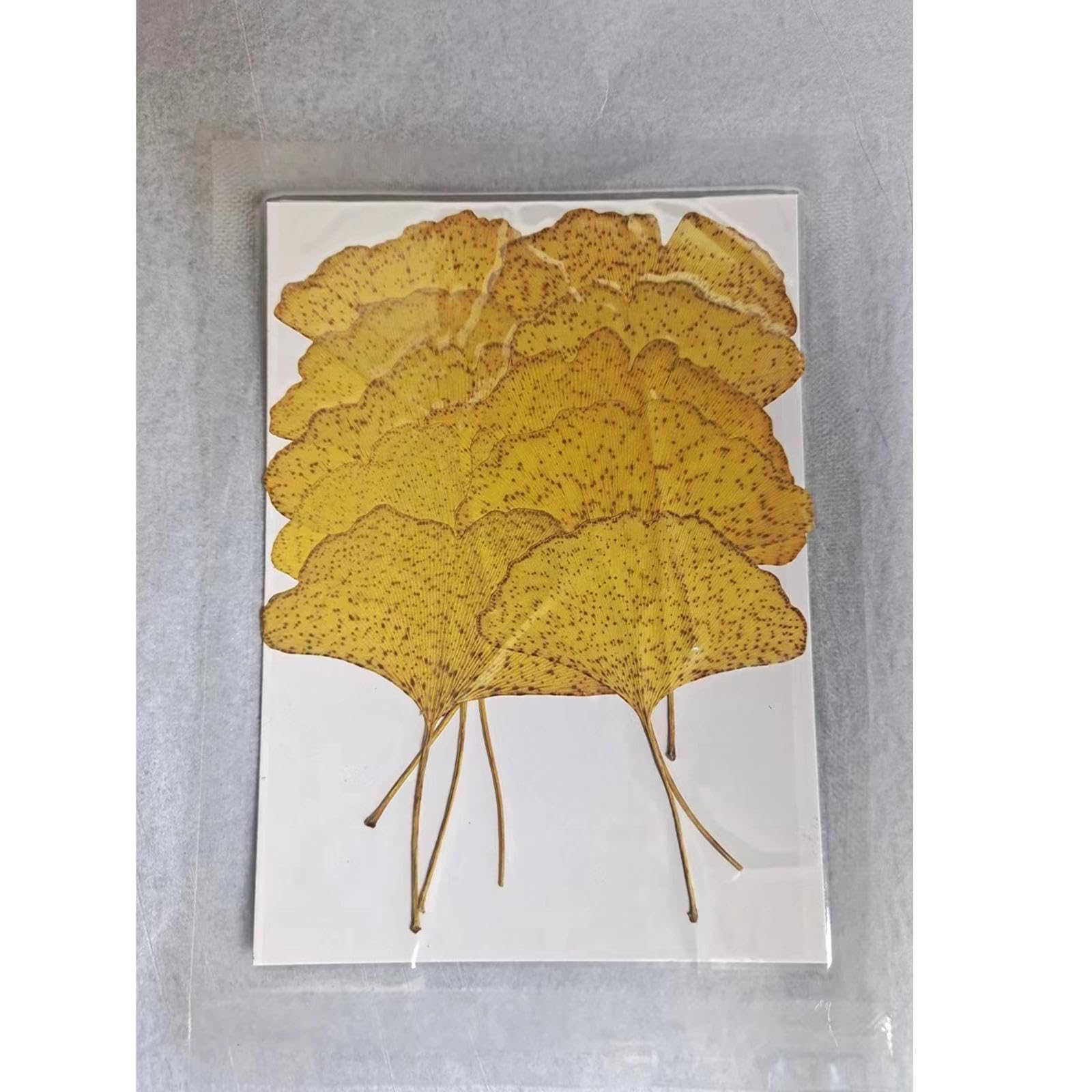 10x Getrocknete Gepresste Blätter, Getrocknete Ginkgoblätter für Die Schmuckherstellung, Kerzenharz