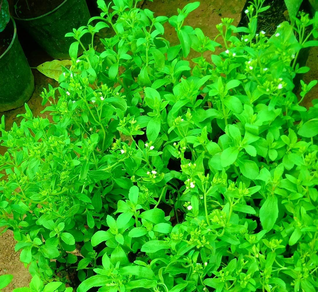 Generic Sweet Leaves, Stevia Seeds, 5 Gram Pack, Germination Method