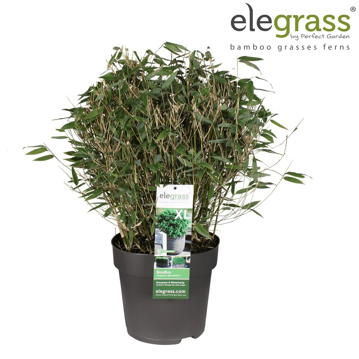 Bambou - Fargesia 'Moontars'® boobux - ↨70cm - Ø29 - plante d'extérieur