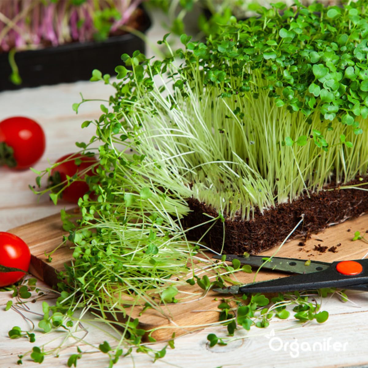 Paquete Microgreens (Babyleaf Y Micro Leaf) | Brotes - Semillas De Berros - Semillas De Huerta - Semillas De Lechuga - Semillas De Rábano - 12 Variedades - Organifer