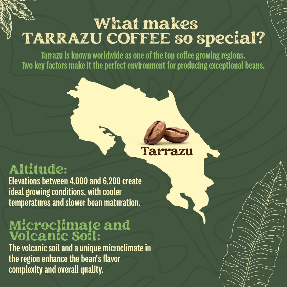 Kwiso Coffee Classic Tarrazu Costa Rica Single Origin 100% Arabica – Medium Roast Ground Gourmet Specialty Coffee, 17.6 oz