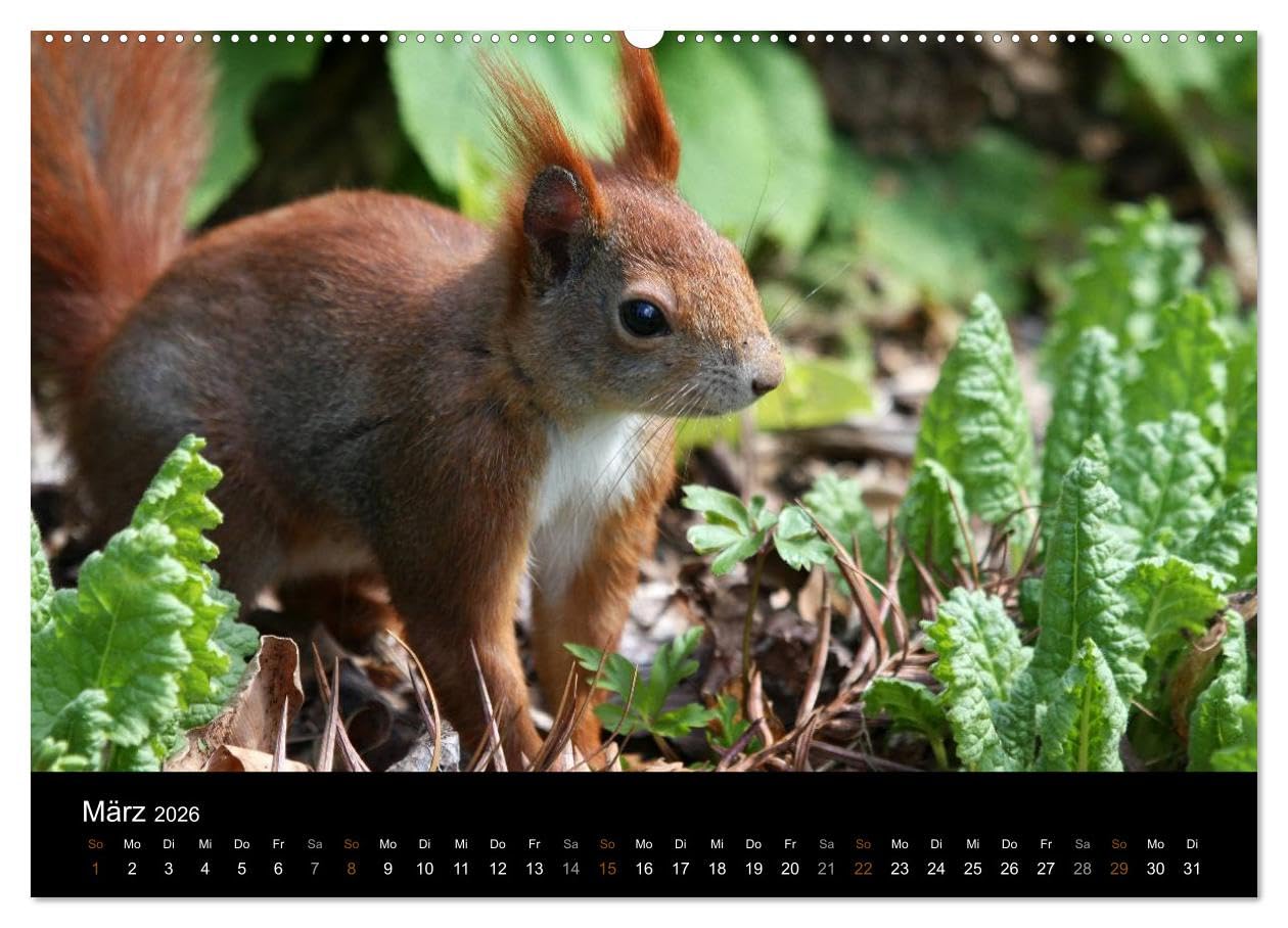 Eichhörnchen (hochwertiger Premium Wandkalender 2026 DIN A2 quer), Kunstdruck in Hochglanz: Gattung der Hörnchen-Familie (CALVENDO Tiere)