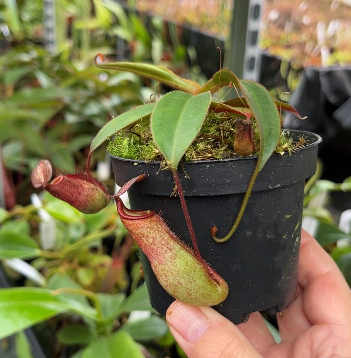 Nepenthes albomarginata x attenboroughii – exotische Kannenpflanze – außergewöhnliche fleischfressende Pflanze – Hochland-Karnivore für Sammler