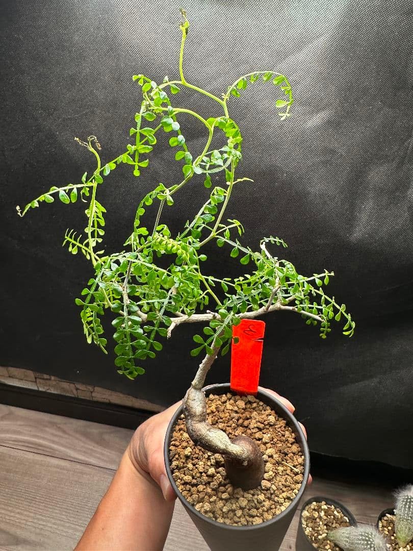 Amazon｜オペルクリカリア パキプス 実生3年株 観葉植物｜観葉植物