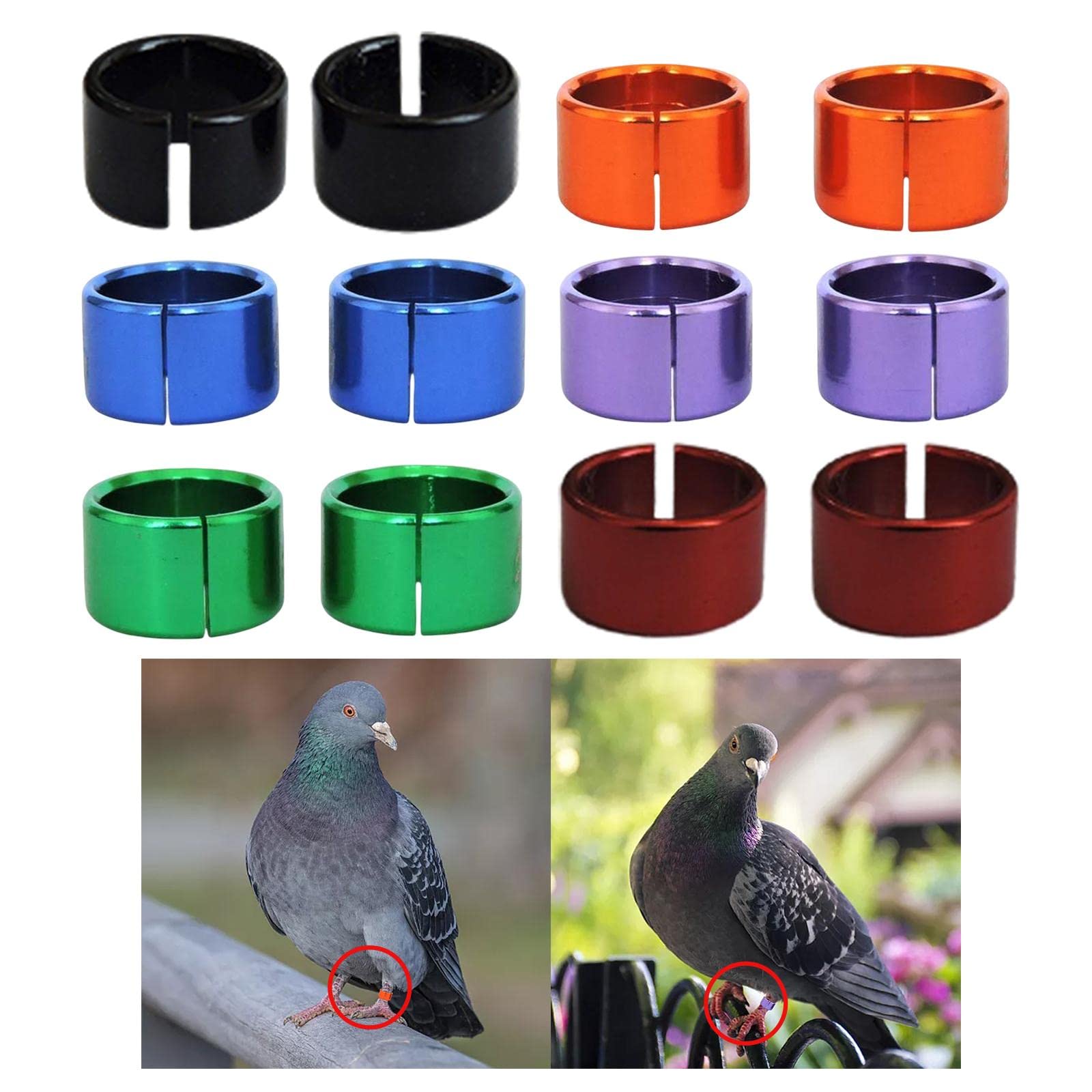 Identyfikacja za pomocą obrączek na nogi ptaków, Obręcze na nogi gołębi Wielokolorowe aluminium 12/24/60 szt. Dla ptaków Drób(5 set of12PCS Multicolor)