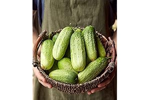 Burpee ‘Pick-A-Bushel’ Non-GMO Pickling Korean Cucumber