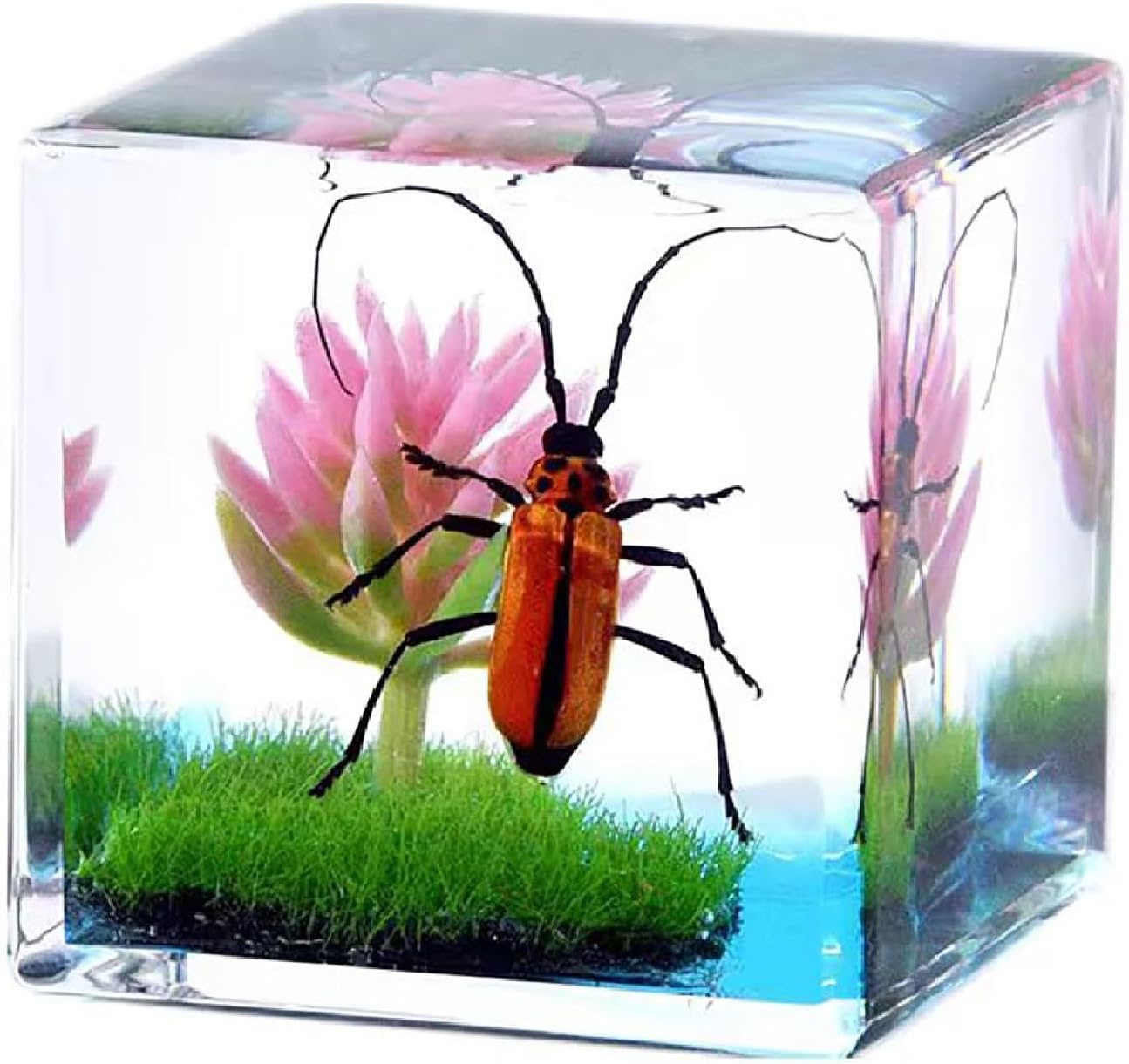 Insects' Cubic Scope, Real Insect Collection, Resin Bug Specimen, Biology Scientific Educational Display, Crystal Cube Ornament, Nature Inspiration(Antler Horned Beetle)