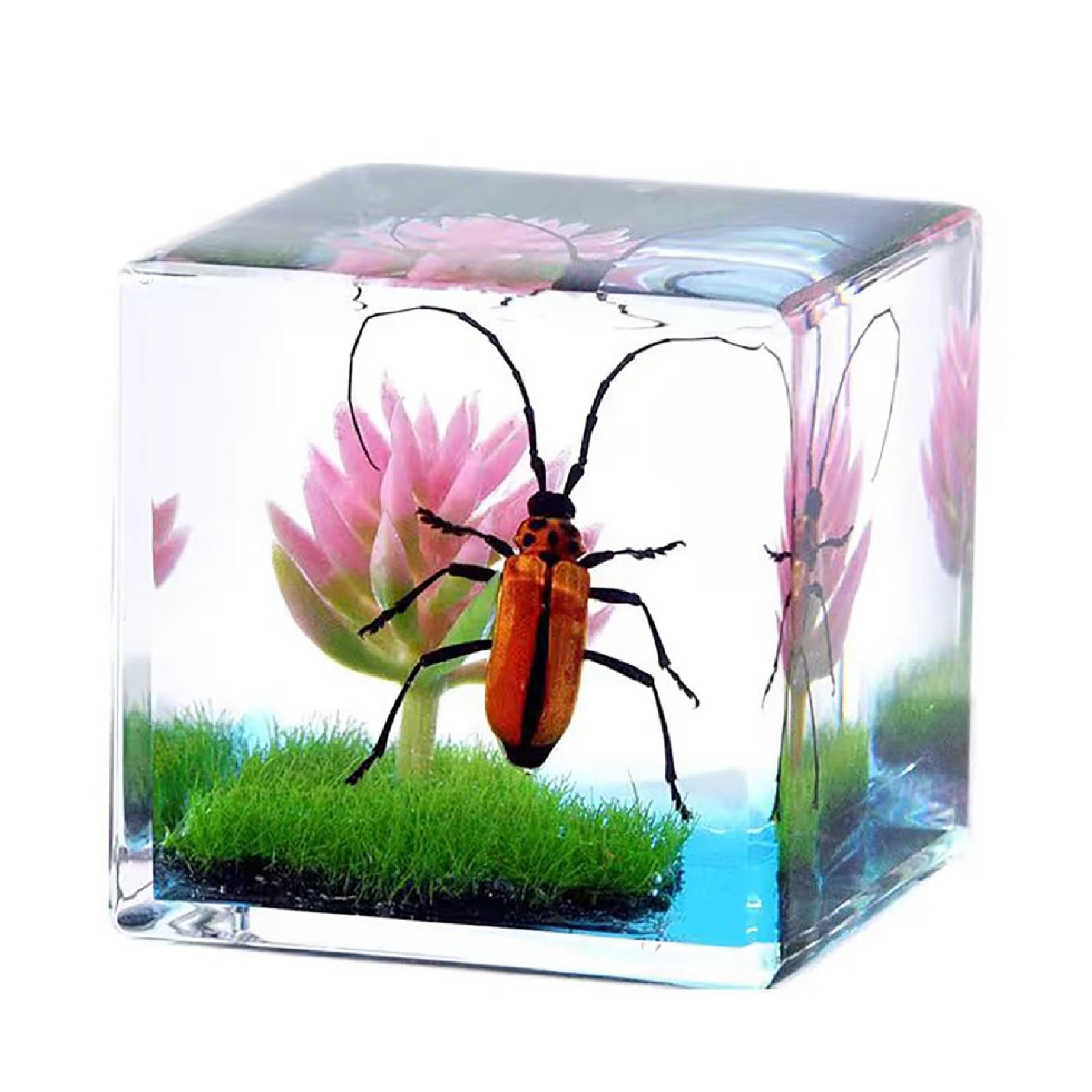 LimiChrys Insects' Cubic Scope, Real Insect Collection, Resin Bug Specimen, Biology Scientific Educational Display, Crystal Cube Ornament, Nature