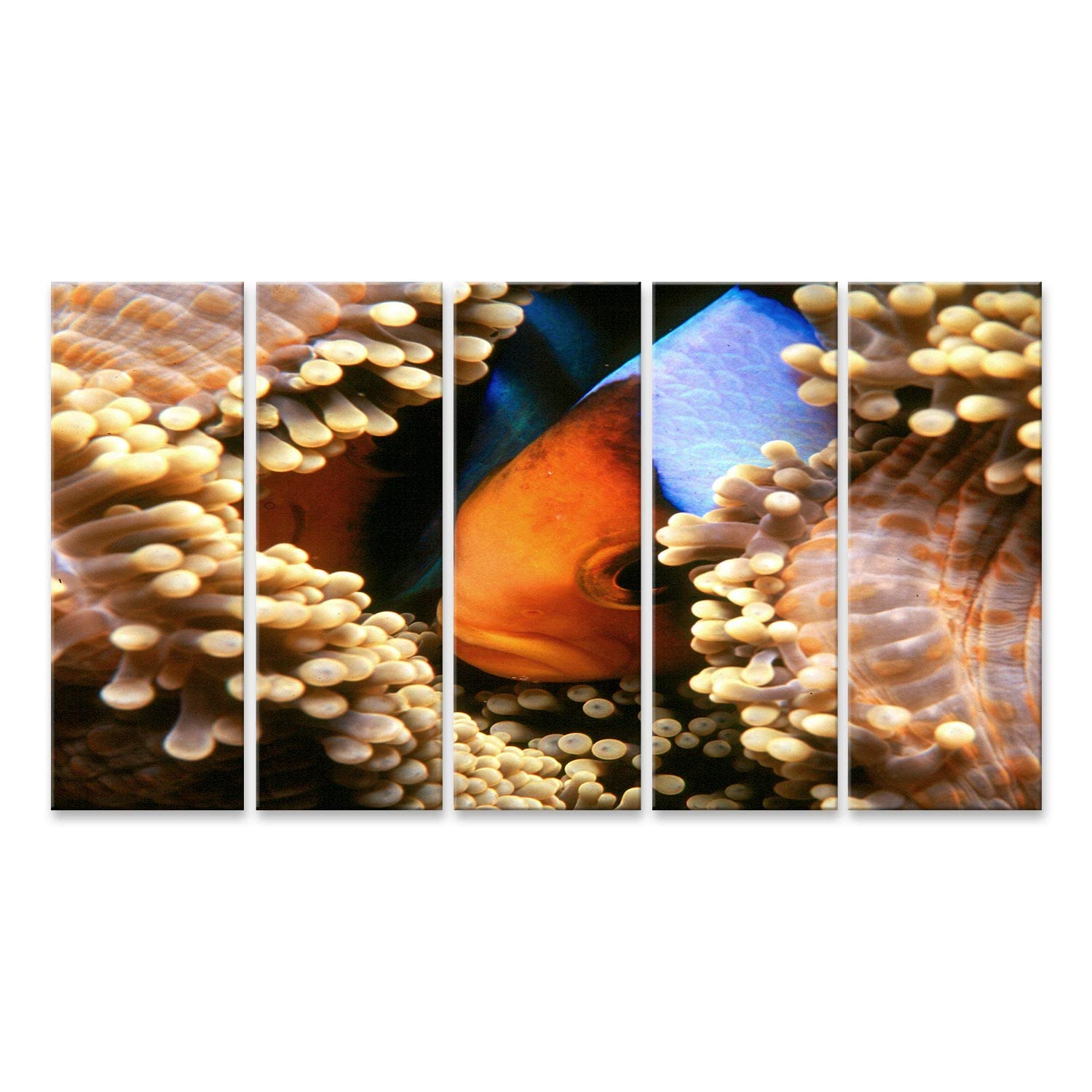 islandburner Bild auf Leinwand Nemo Clownfisch Anemonenfisch Aquaristik Bilder Wandbilder Poster BJVP-5P