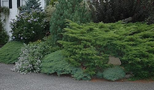 Miniatura 6 de Juniper Angelica Blue - Planta de tamaño de 1 galón vivo - Juniperus Chinensis - Arbusto perenne tolerante a la sequía resistente al frío