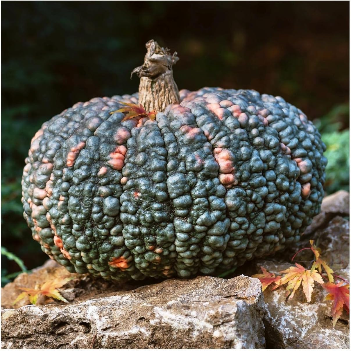 Everwilde Farms - 1/4 Lb Marina de Chioggia Winter Squash Seeds - Gold Vault