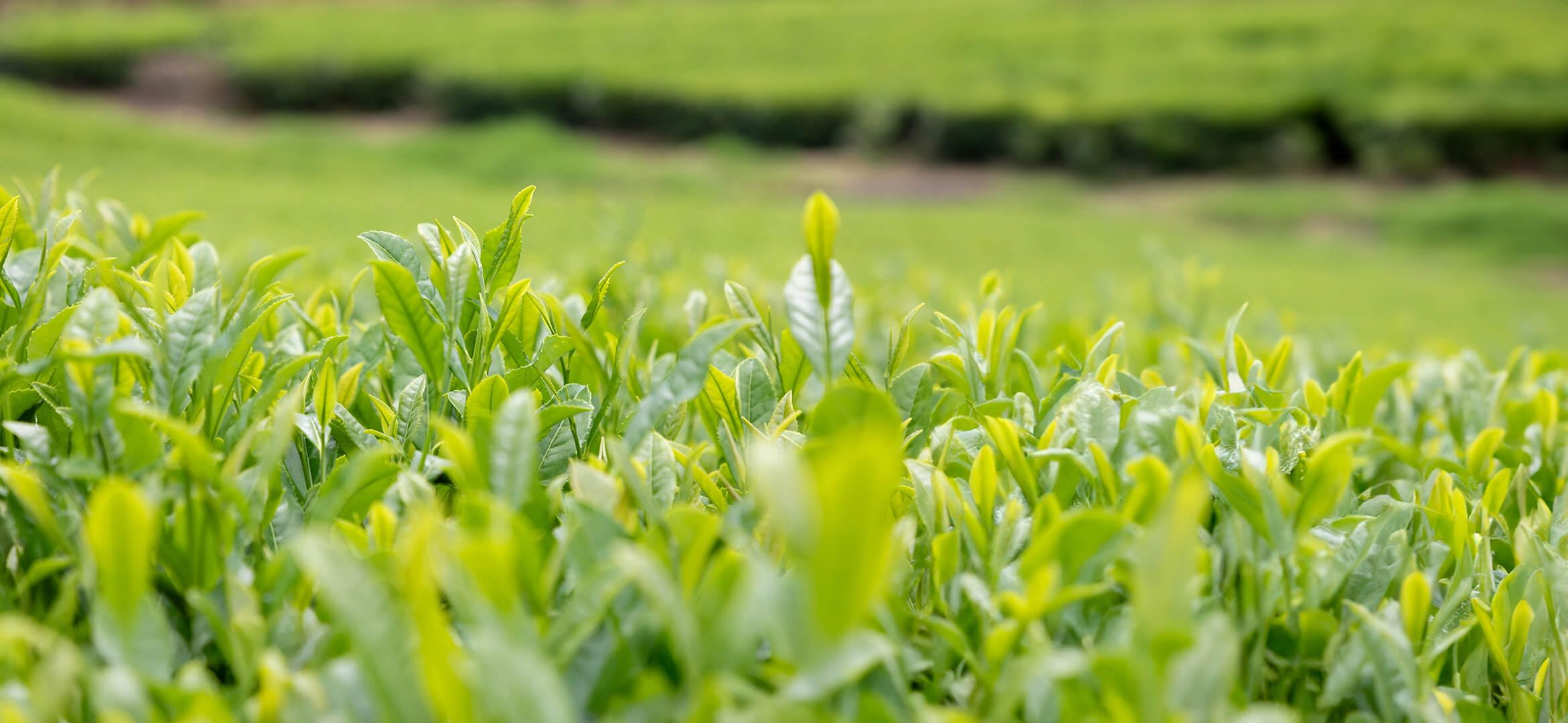 Asayu Japan Sencha Tè Verde Giapponese 15 Bustine - Tè Verde al Vapore 100% Prodotto in Giappone 2,5 g x 15 bustine per Energia Mattutina (Tè Verde Sencha)